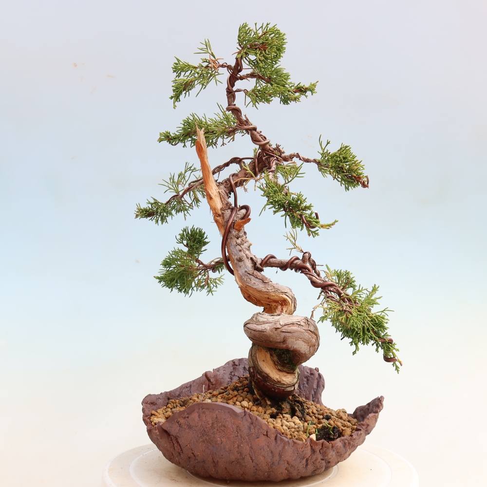 Bonsai für draußen - Juniperus chinensis Itoigawa-Juniperus chinensis