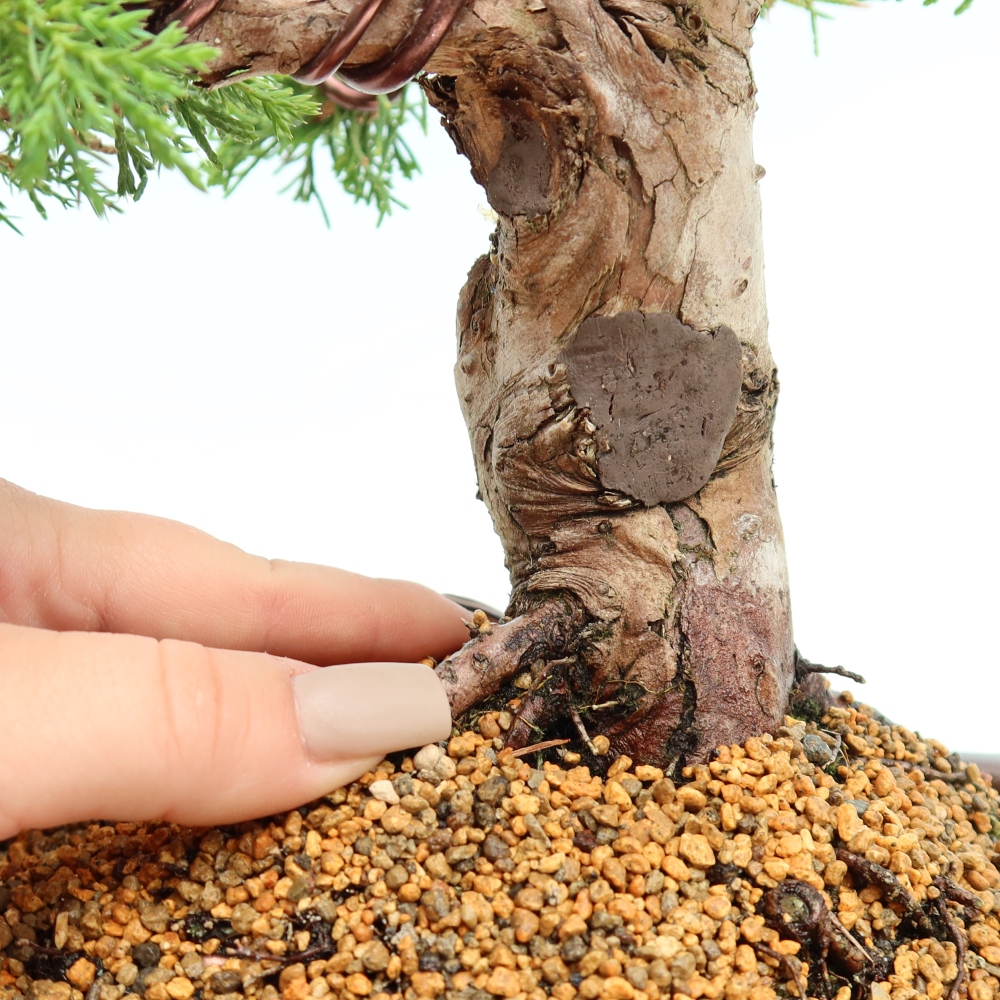 Bonsai für draußen - Juniperus chinensis Itoigawa-Juniperus chinensis