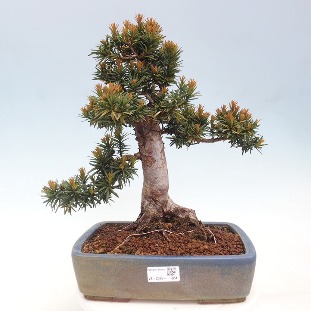 Bonsai für draußen - Taxus cuspidata - Japanische Eibe
