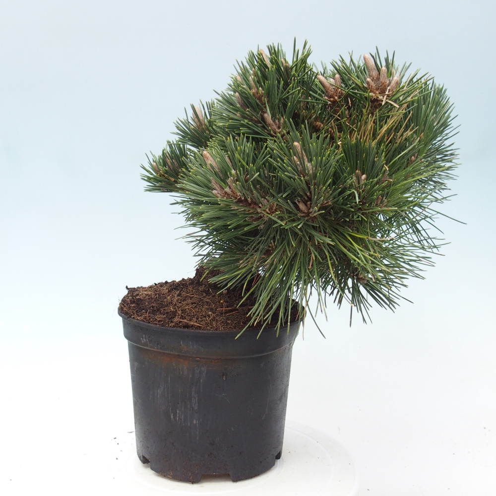 Bonsai für draußen - Pinus thunbergii senjyumaru - Thunberg-Kiefer