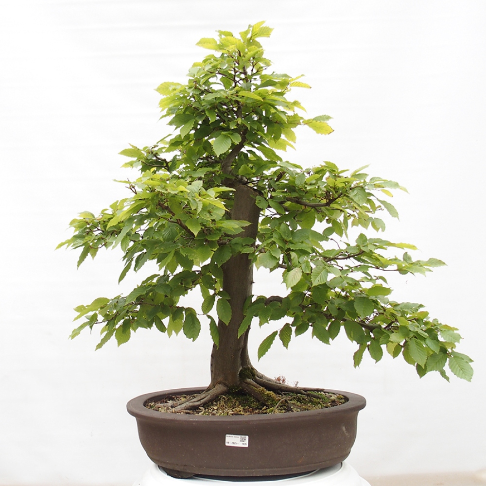 Bonsai für draußen - Hainbuche - Carpinus betulus