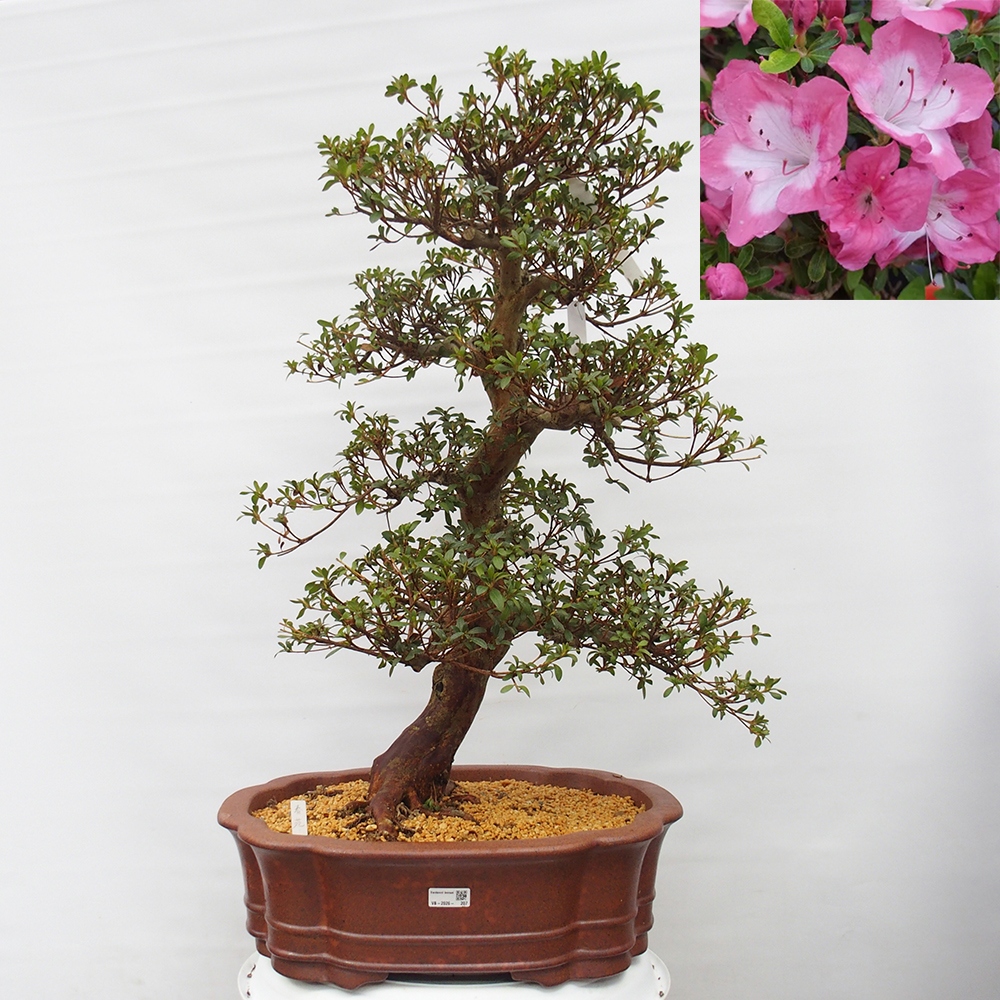 Bonsai für draußen - Japanische Azalee - Azalea Shunen