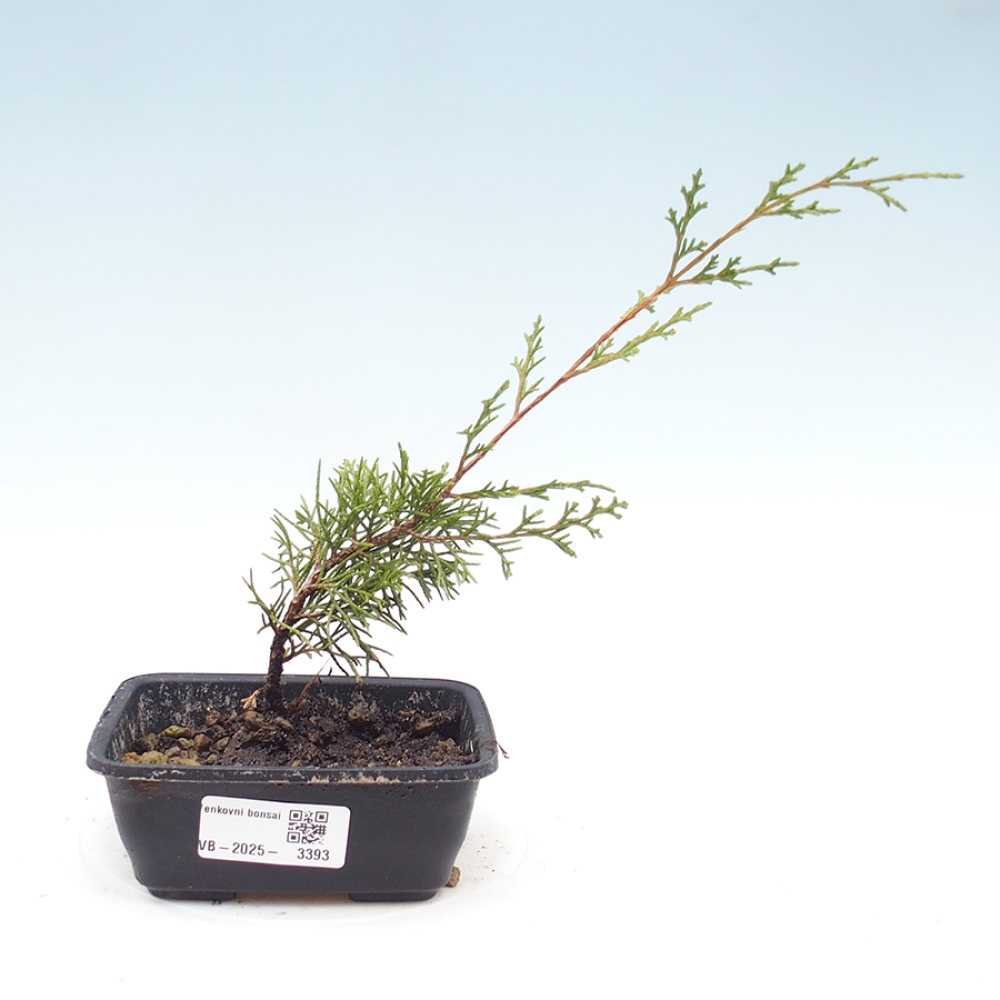 Bonsai für draußen - Juniperus chinensis Itoigawa