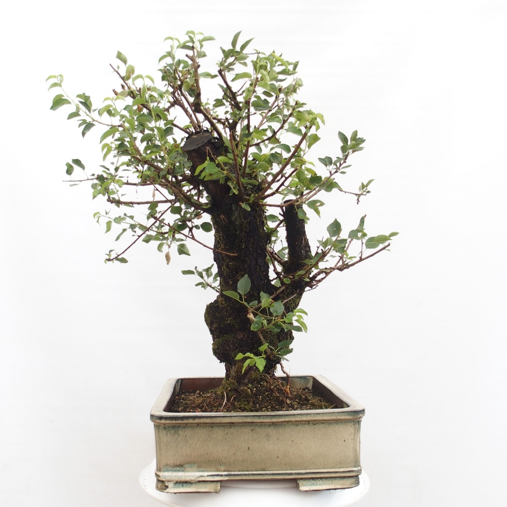 Bonsai für draußen - Mahalebka - Prunus mahaleb
