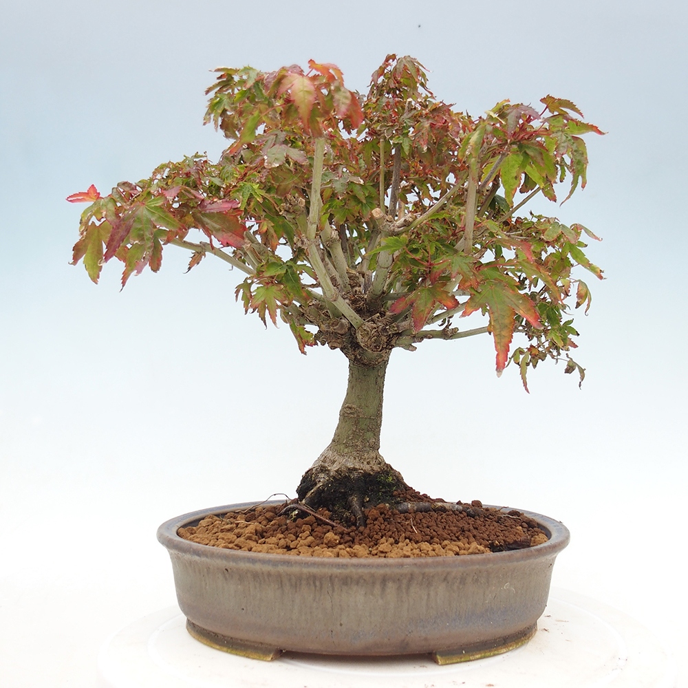 Acer palmatum KIOHIME - Palmetto-Ahorn