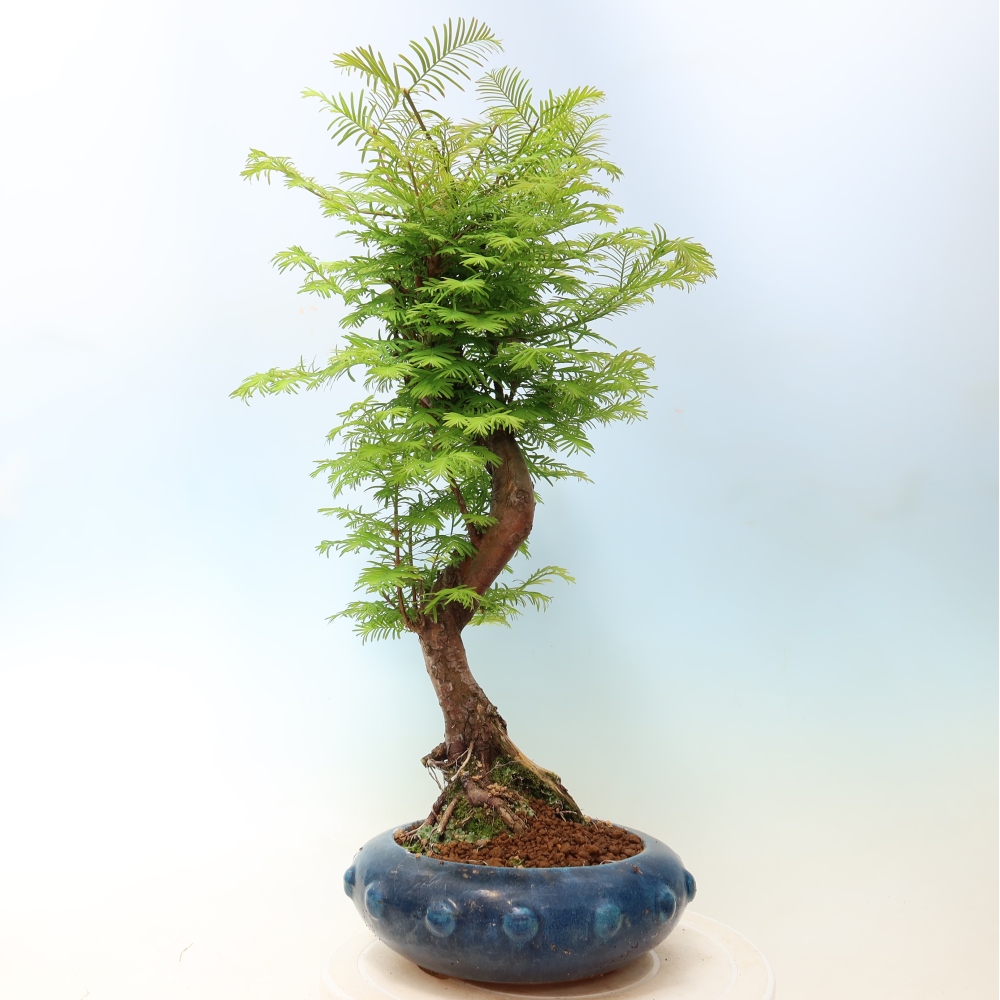 Bonsai für draußen - Metasequoia glyptostroboides - Chinesische Metasequoia