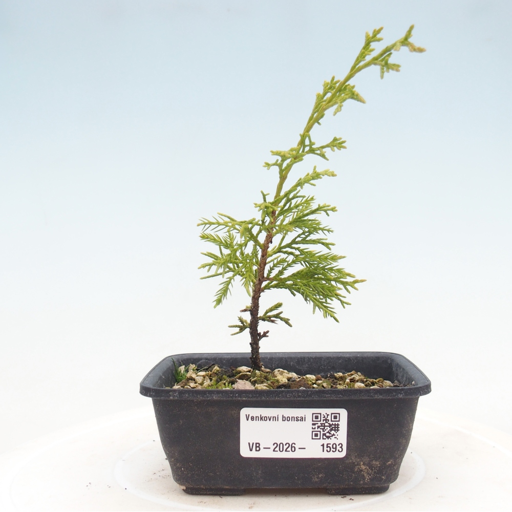Bonsai für draußen - Juniperus chinensis Itoigawa