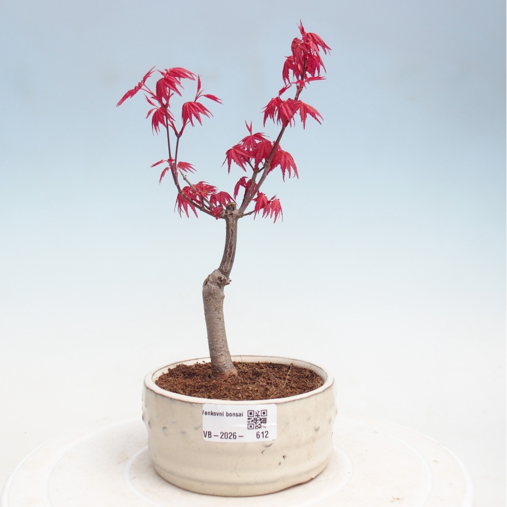 Bonsai für draußen - Acer palmatum DESHOJO