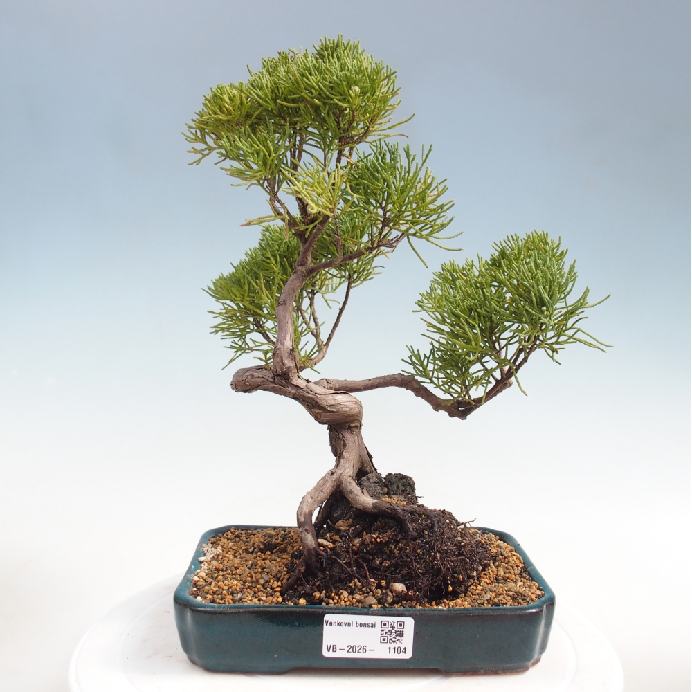 Bonsai für draußen - Juniperus chinensis Kishu