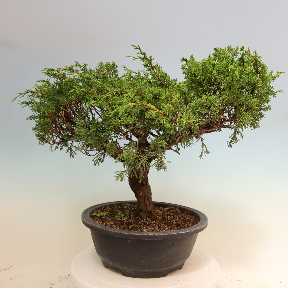 Bonsai für draußen - Juniperus chinensis Itoigawa-Juniperus chinensis