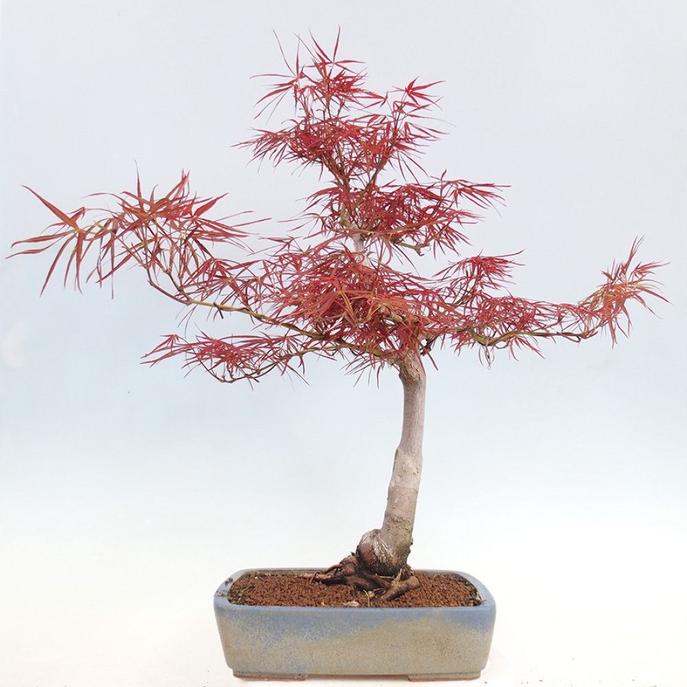Bonsai für draußen - Acer palmatum RED PYGMY