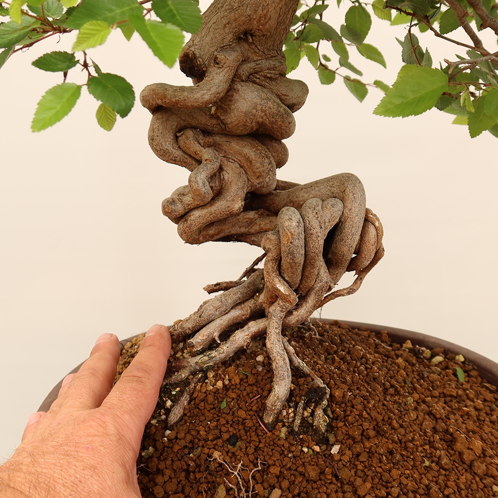 Bonsai für draußen - Karpinus Coreana - Koreanische Hainbuche