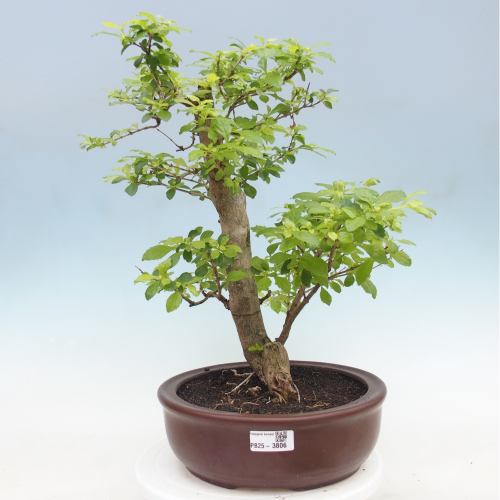 Zimmerbonsai - Duranta erecta Aurea