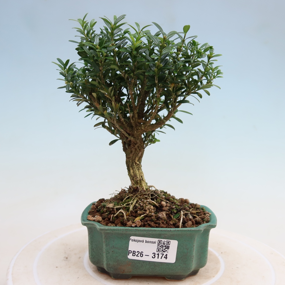 Zimmer Bonsai - Buxus harlandii - Korkbuxus
