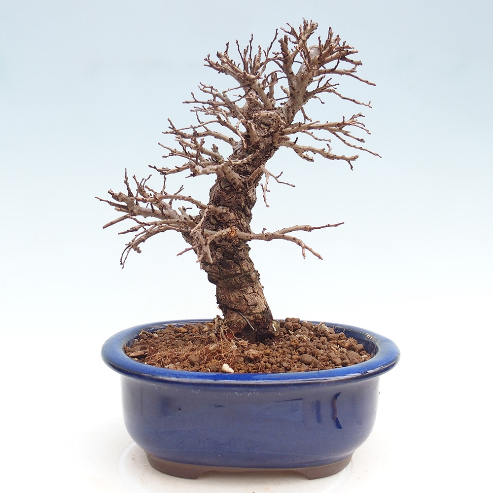 Bonsai für draußen - Zelkova - Zelkova NIRE