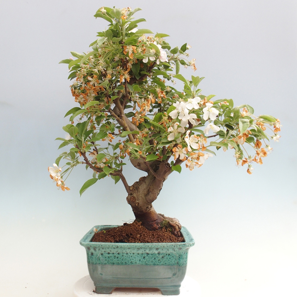 Outdoor-Bonsai -Malus halliana - Kleinfrüchtiger Apfelbaum