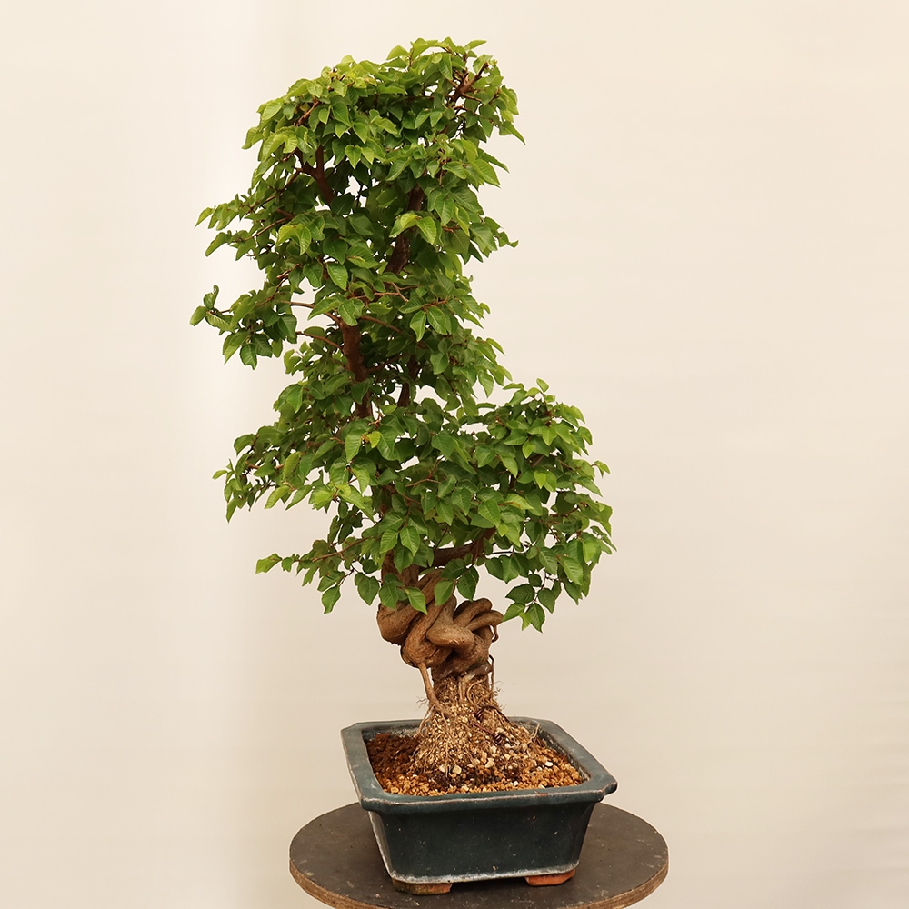 Bonsai für draußen - Karpinus Coreana - Koreanische Hainbuche