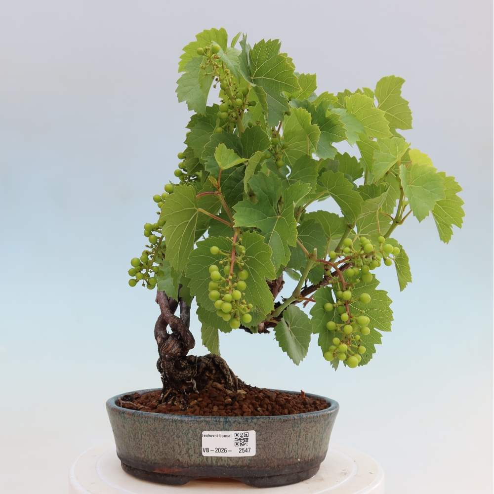 Bonsai im Freien – Weinrebe – Vitis vinifera 