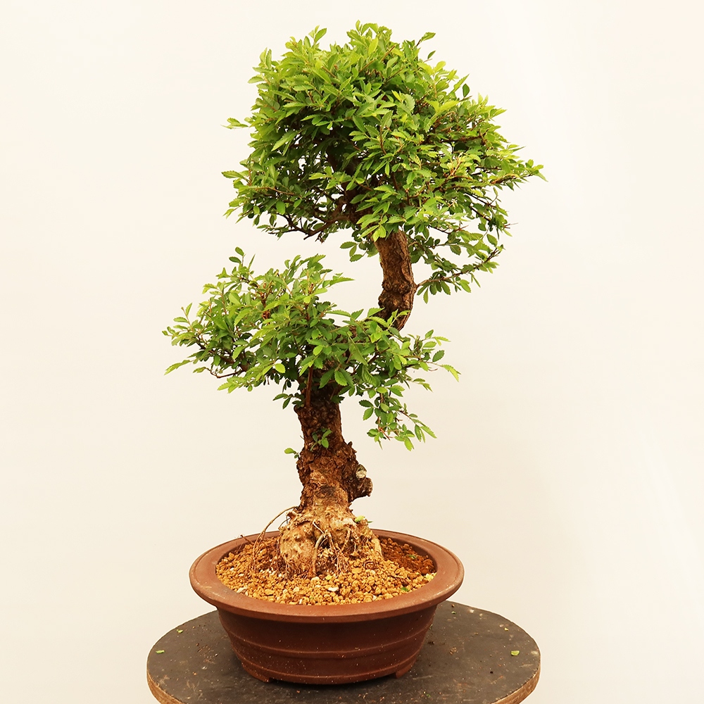 Bonsai für draußen - Zelkova - Zelkova NIRE