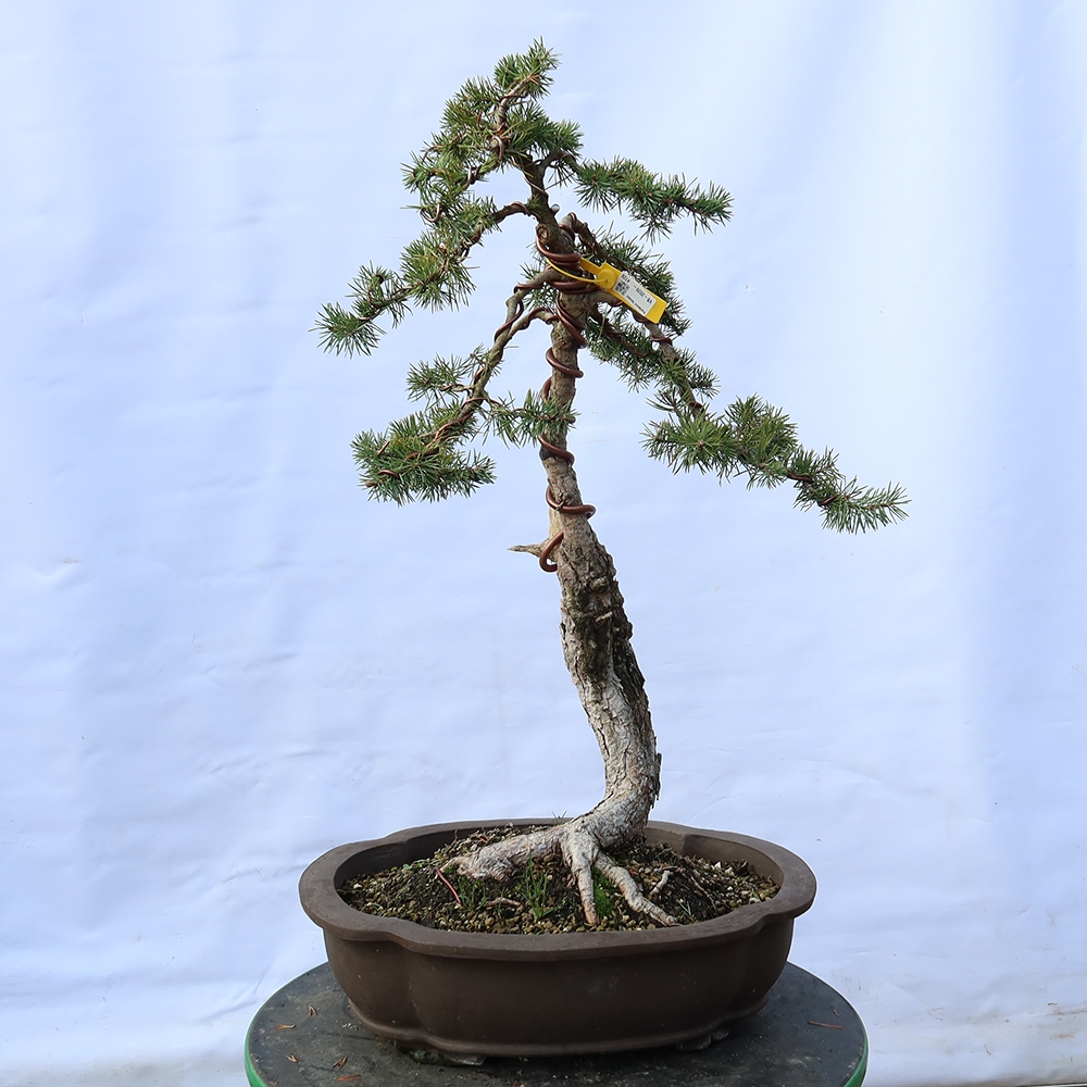Pinus sylvestris Spanien – Waldkiefer