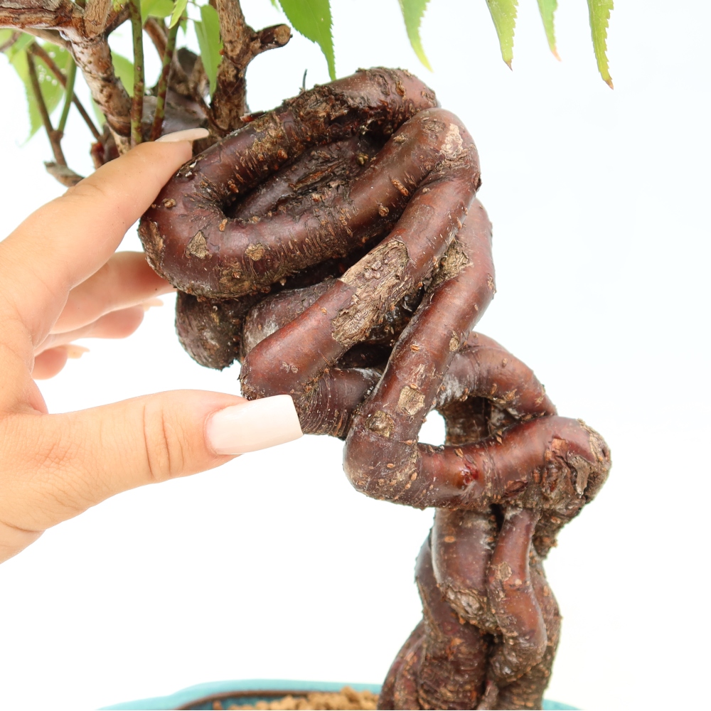Bonsai für den Außenbereich – Japanischer Aprikosenbaum – Prunus Mume