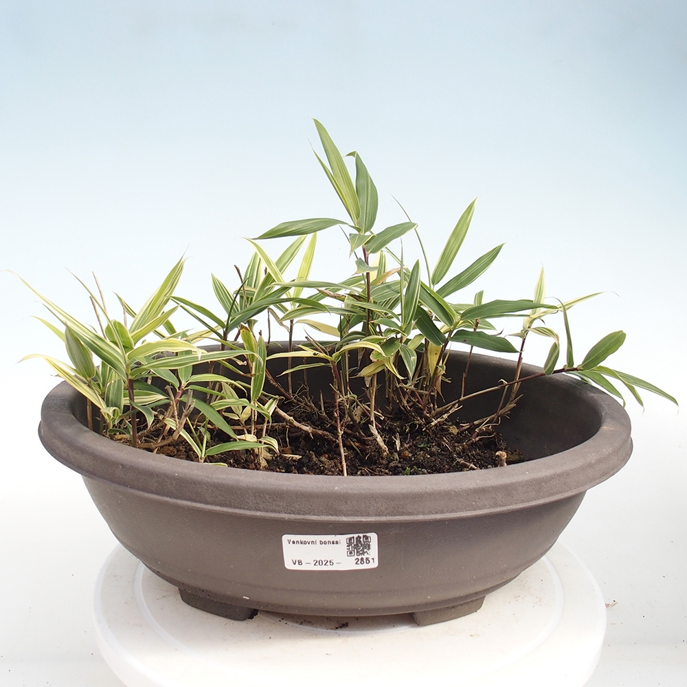 Bonsai für draußen - Sasaella masamuneana Albostriata - Bambus