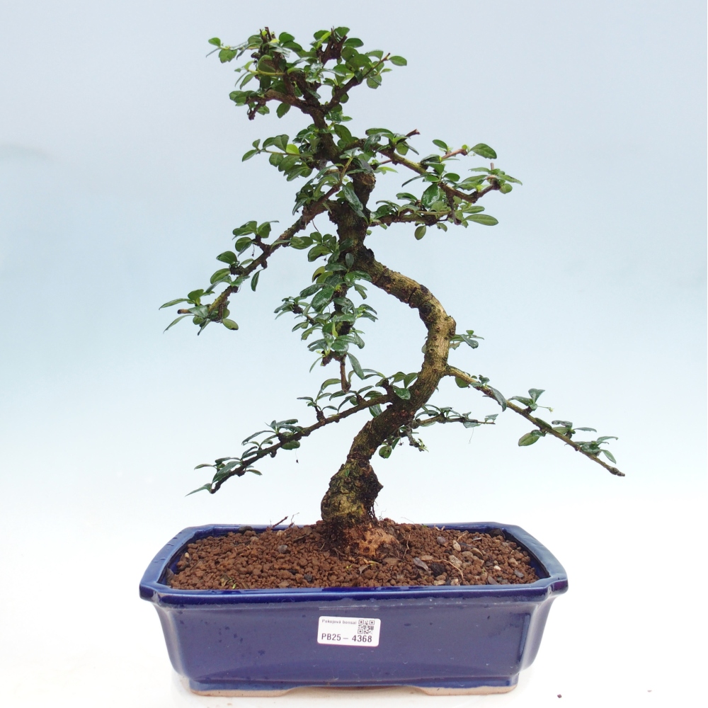 Zimmer-Bonsai - Carmona macrophylla - Tee-Fuki