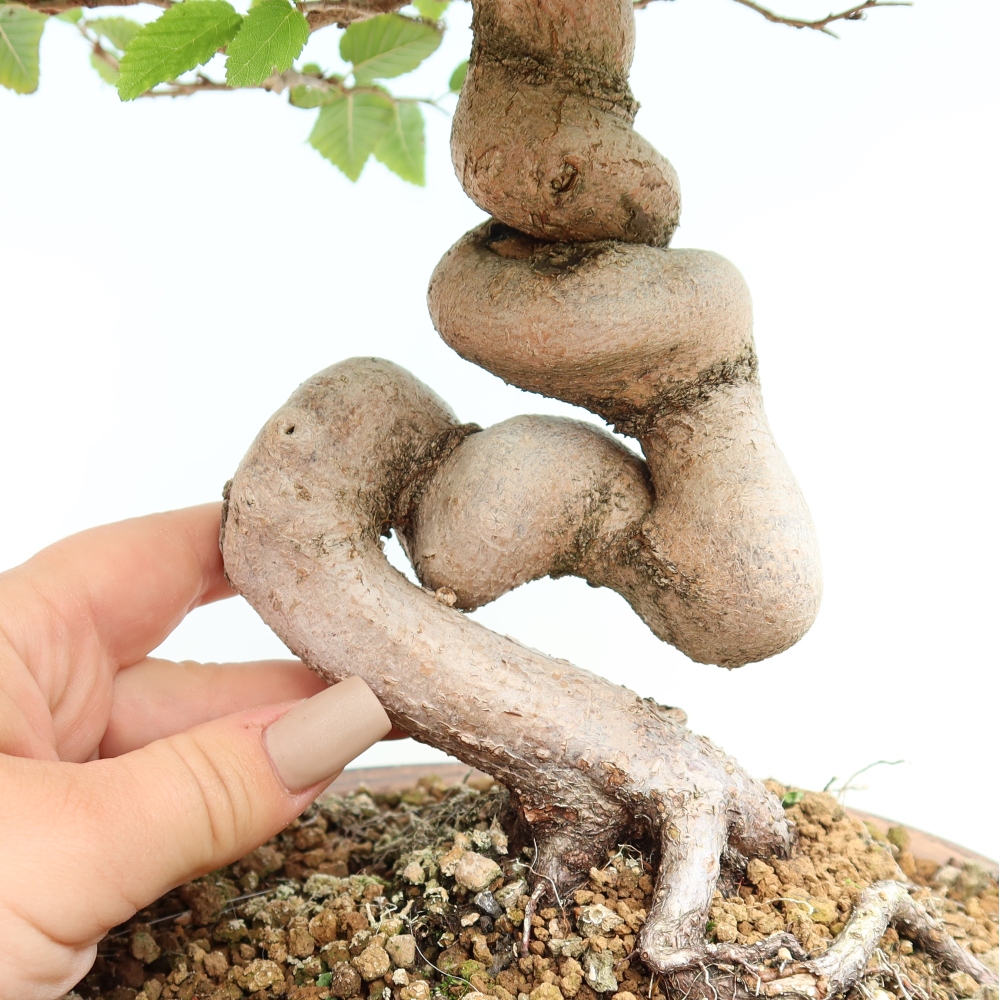 Bonsai für draußen -Carpinus CARPINOIDES - Koreanische Hainbuche