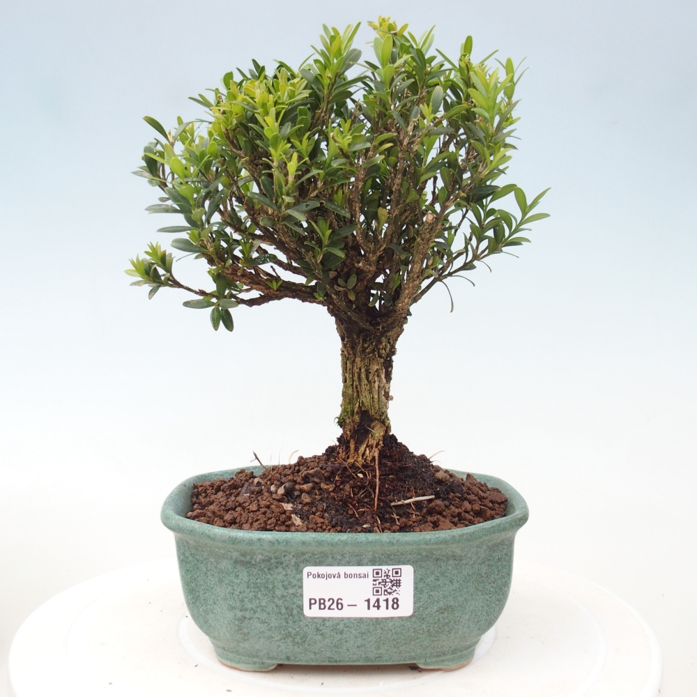 Zimmer Bonsai - Buxus harlandii - Korkbuxus