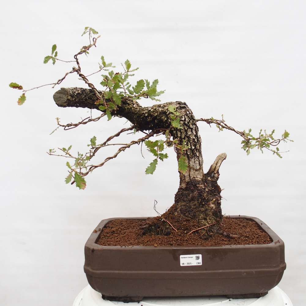 Yamadori - Quercus Ilex - Eichenstechpalme