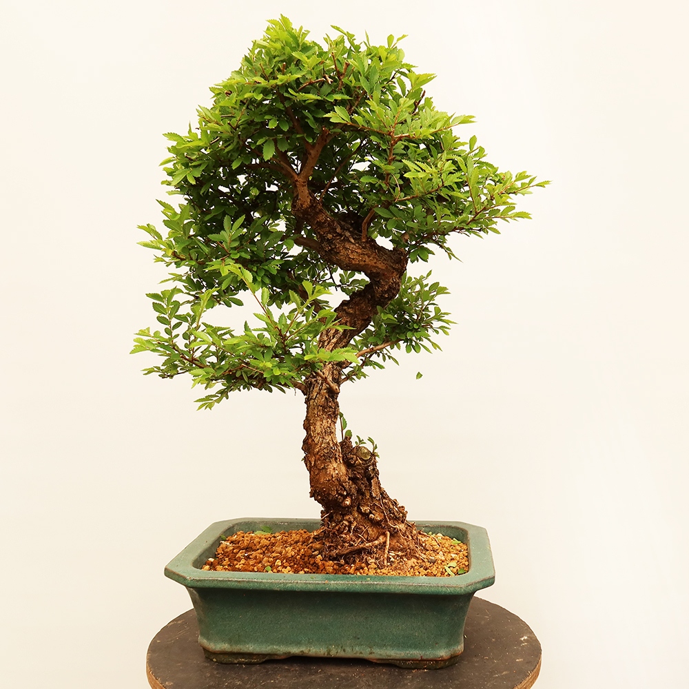 Bonsai für draußen - Zelkova - Zelkova NIRE