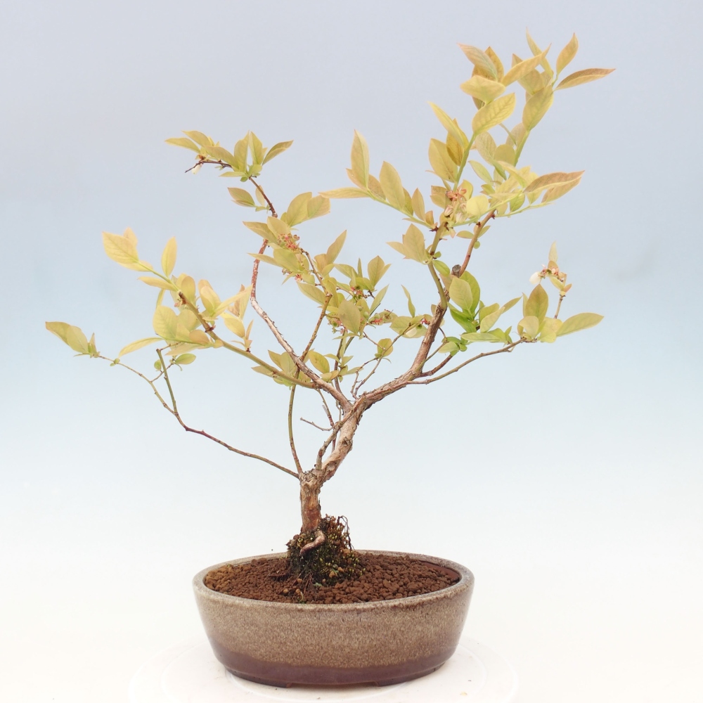 Bonsai für draußen - Kanadische Heidelbeere - Vaccinium corymbosum
