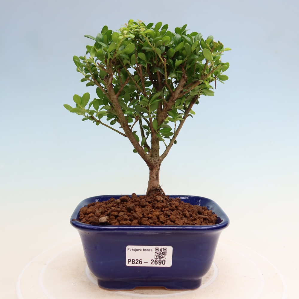 Zimmer Bonsai - Ilex crenata - Stechpalme