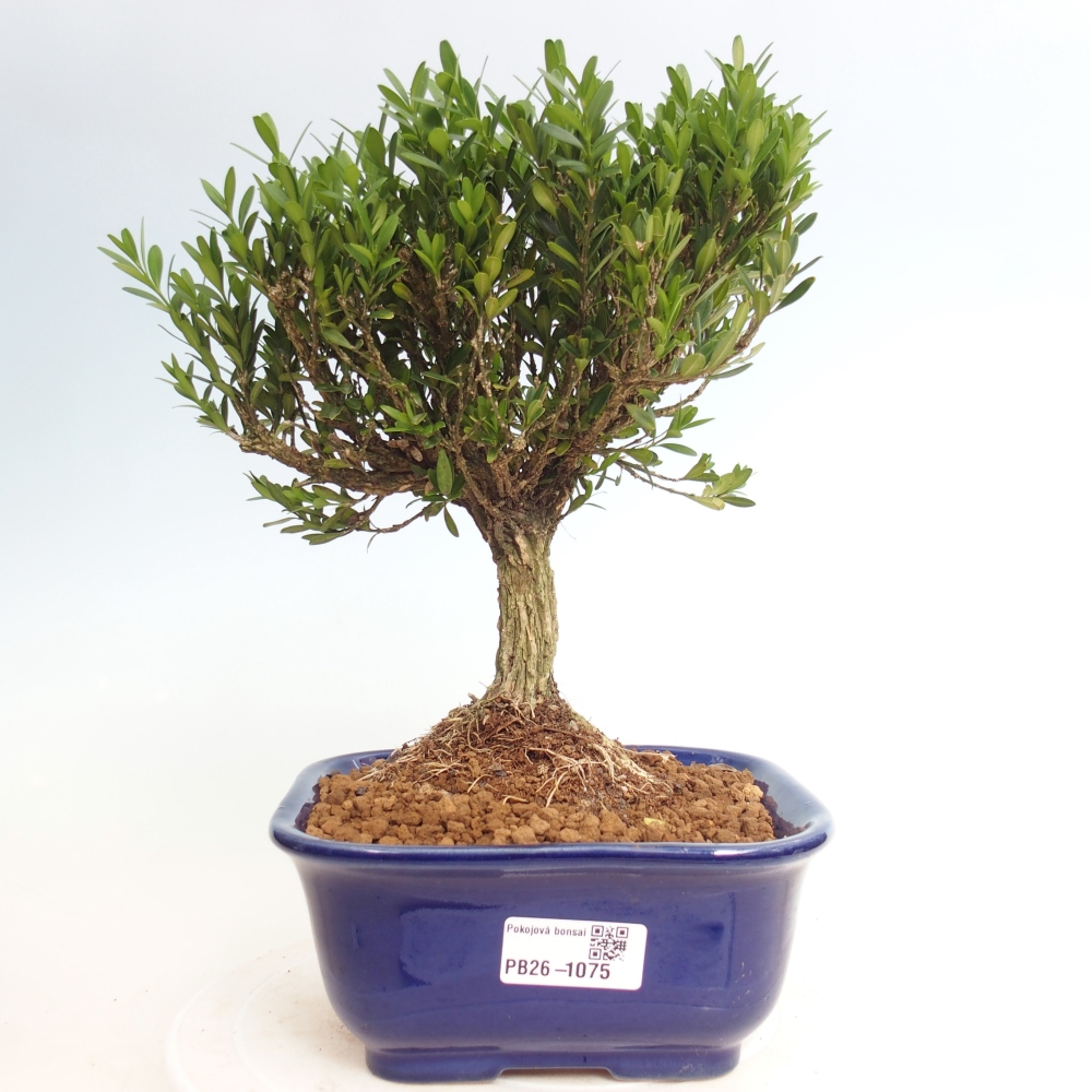 Zimmer Bonsai - Buxus harlandii - Korkbuxus