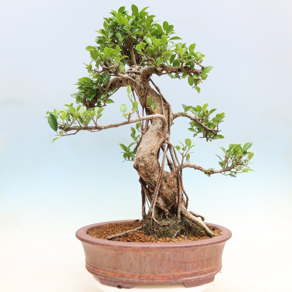 Zimmerbonsai - Ficus kimmen - Kleinblättriger Ficus