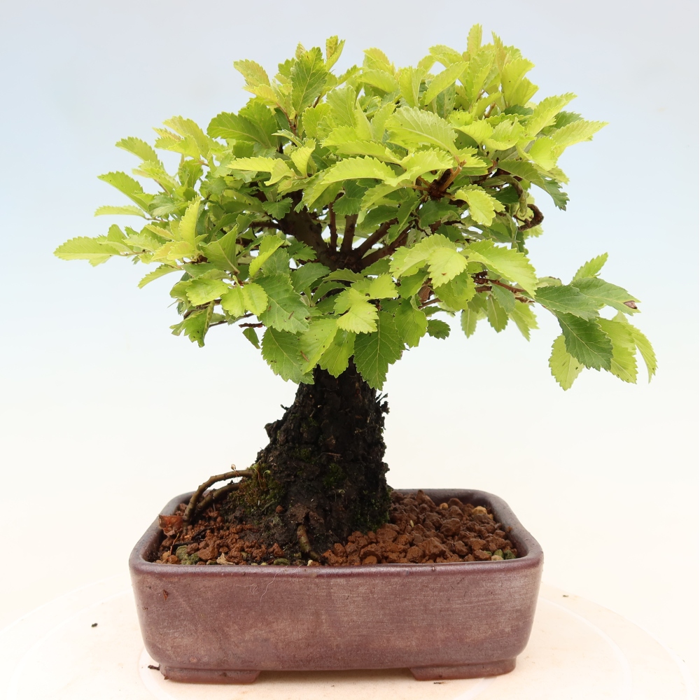 Bonsai für draußen - Zelkova - Zelkova NIRE