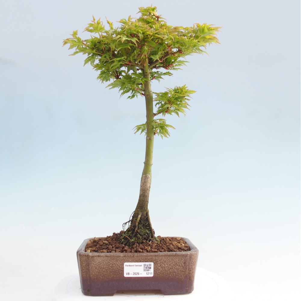 Bonsai für draußen -Javor-Palme Acer palmatum Shishigashira