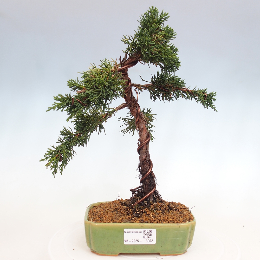 Bonsai für draußen - Juniperus chinensis Kishu