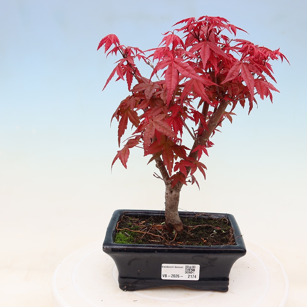 Bonsai für draußen - Acer palmatum DESHOJO