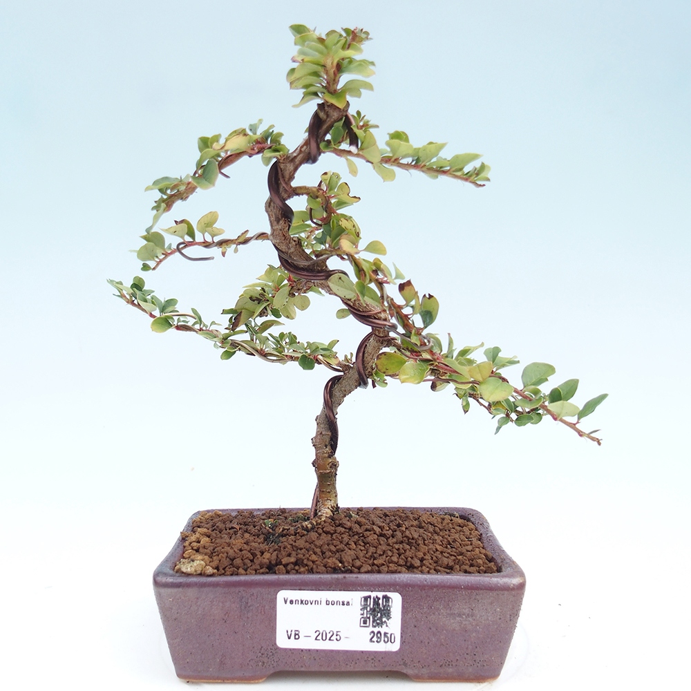 Bonsai für draußen - Cotoneaster horizontalis - Rocky Mountain