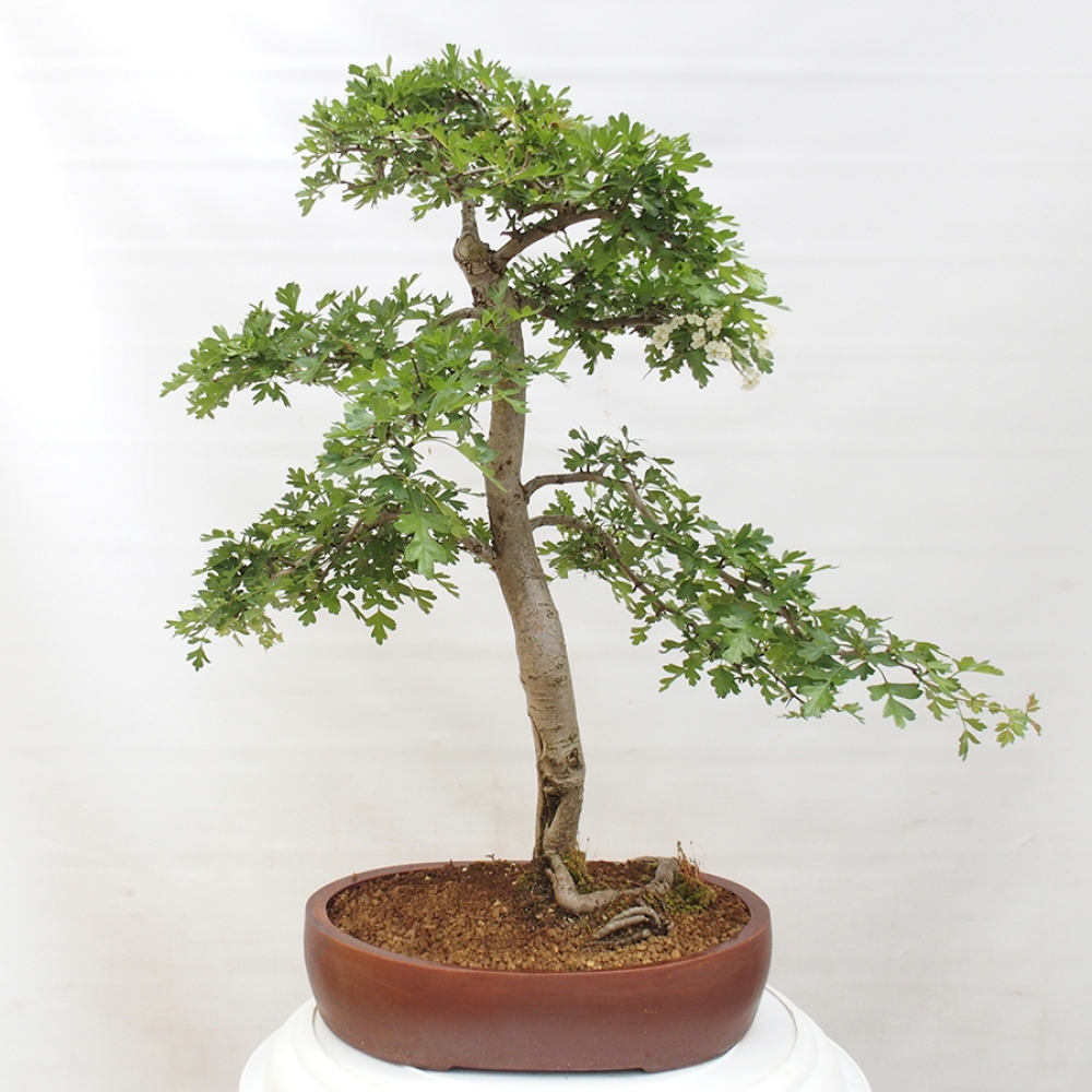 Bonsai für draußen - Weißdorn - Crataegus monogyna
