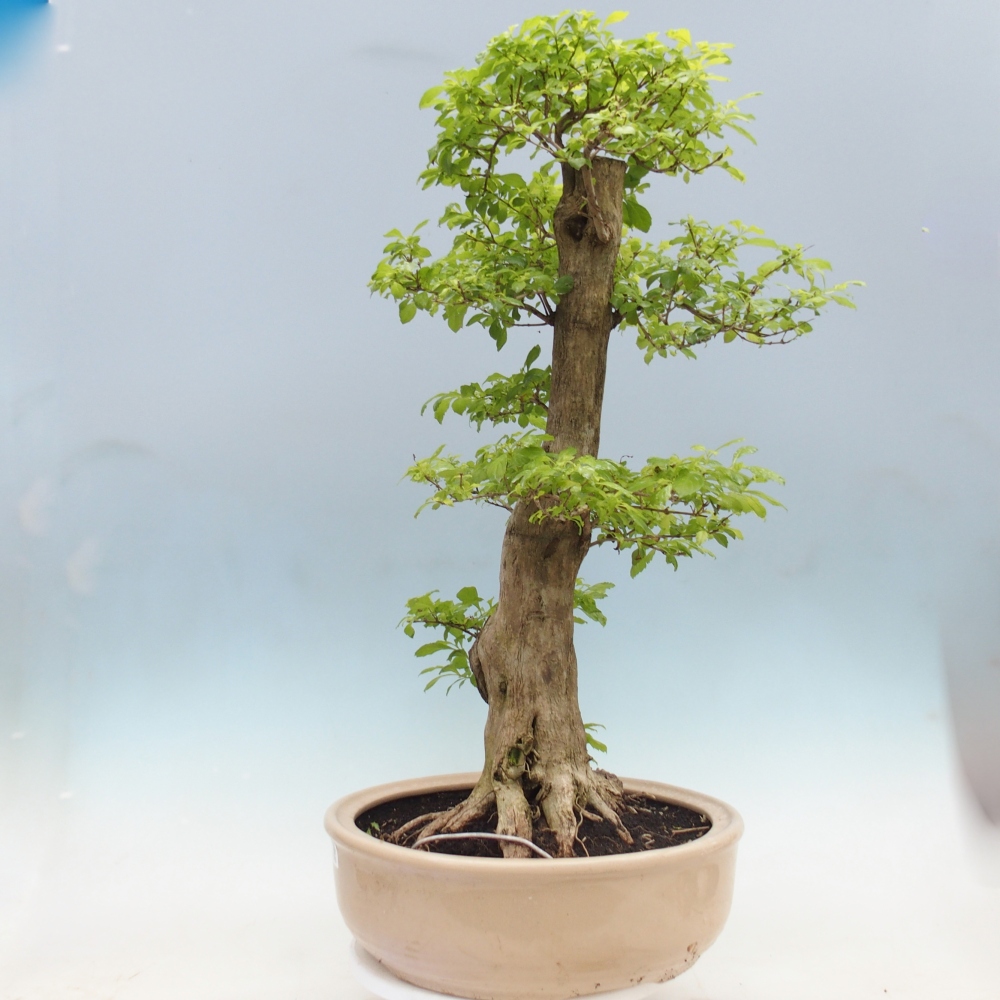 Zimmerbonsai - Duranta erecta Aurea - NUR PERSÖNLICHE ABHOLUNG oder Palettentransport