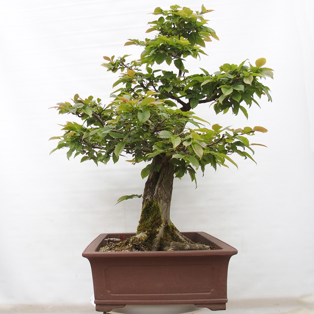 Bonsai für draußen - Hainbuche - Carpinus betulus