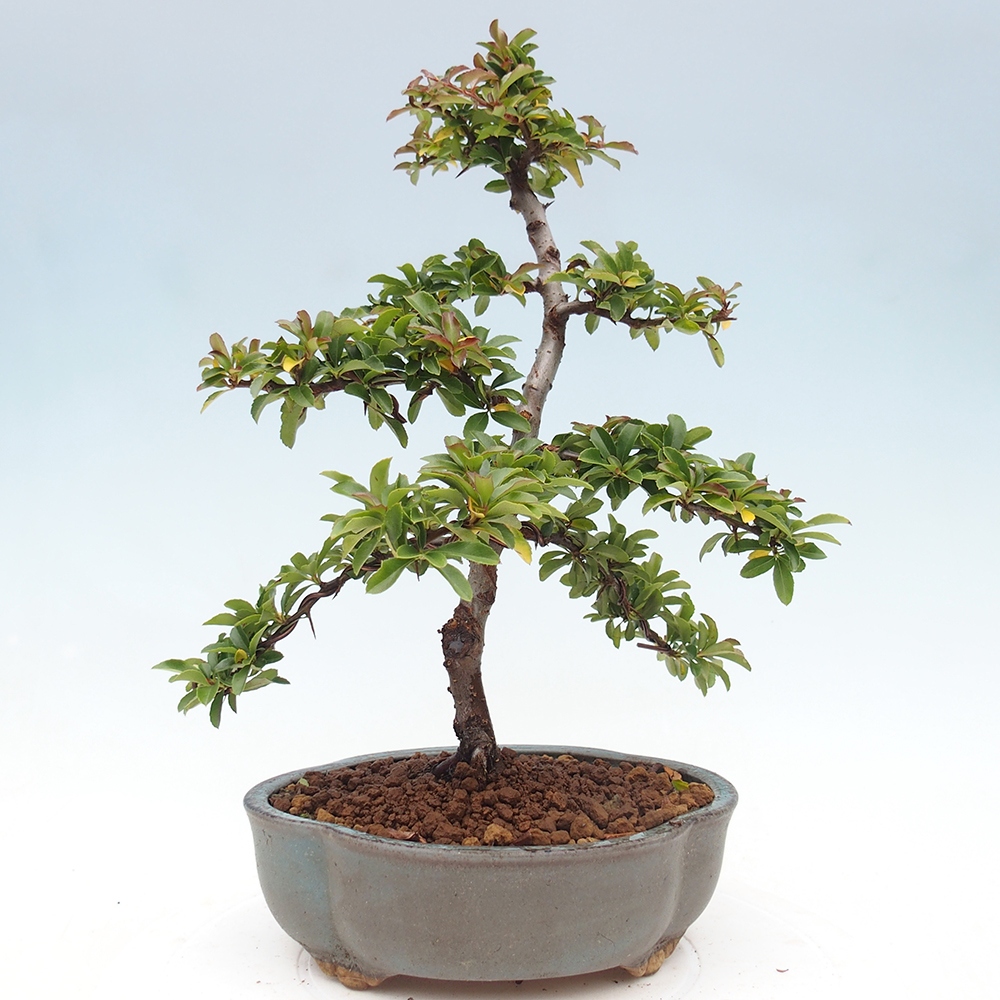 Freiland-Bonsai-Pyracantha Teton -Hlox