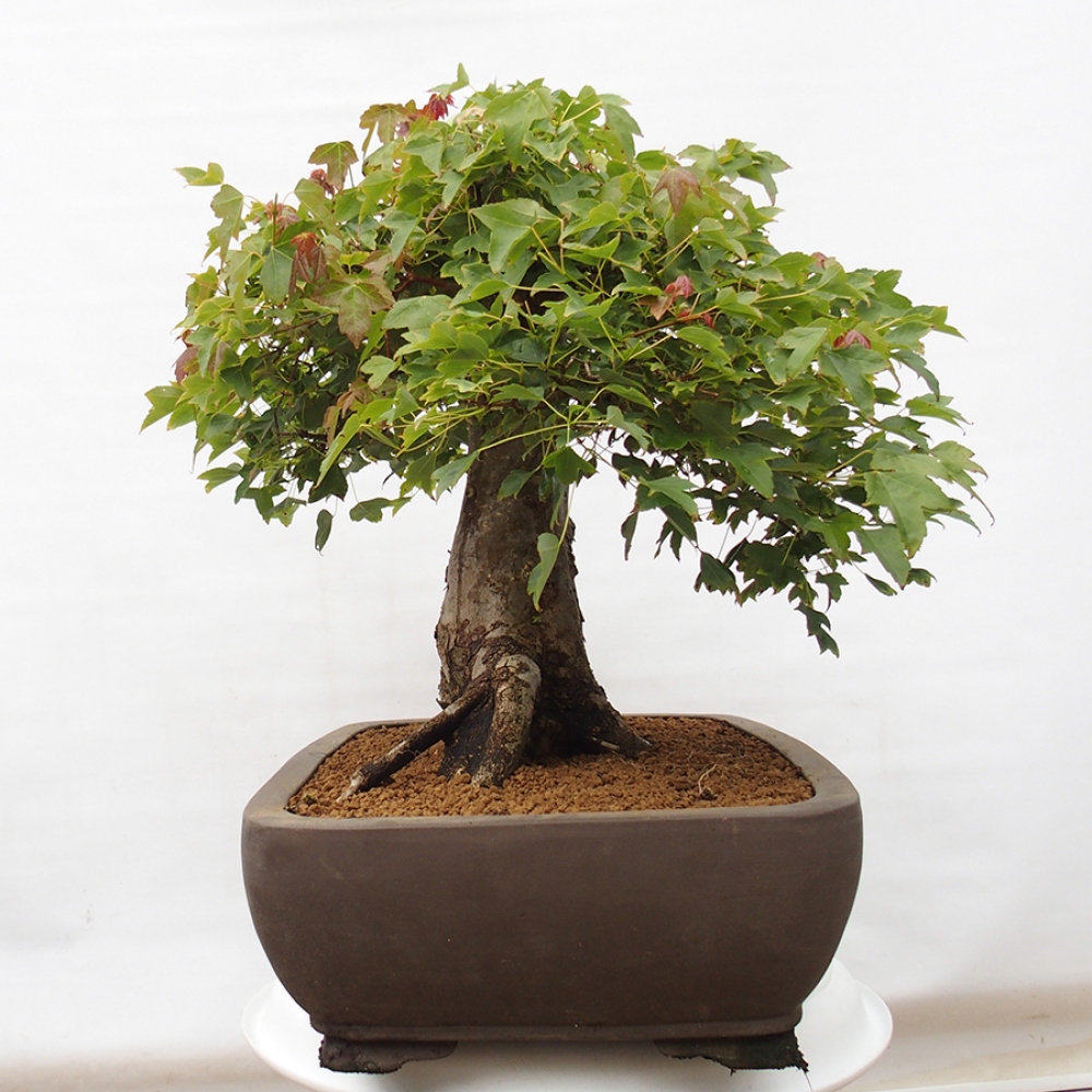 Bonsai für draußen - Acer Buergerianum - Bergahorn