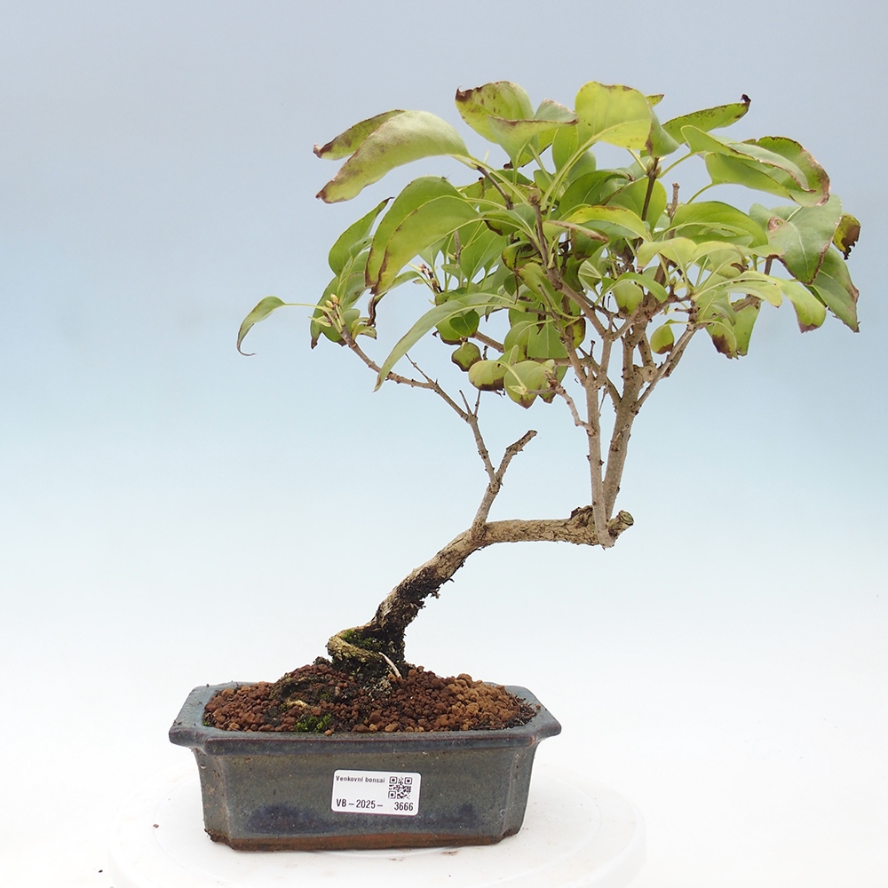 Bonsai für draußen - Flieder - Syringa vulgaris