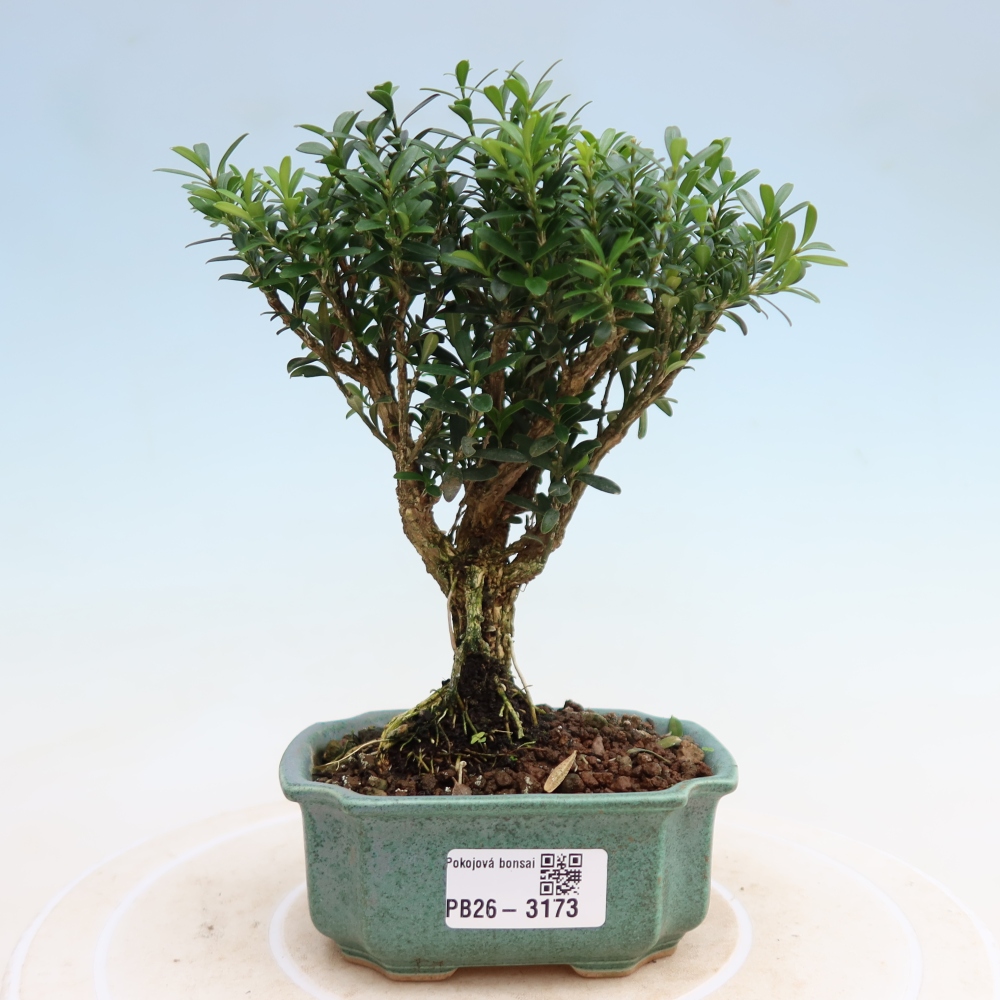 Zimmer Bonsai - Buxus harlandii - Korkbuxus