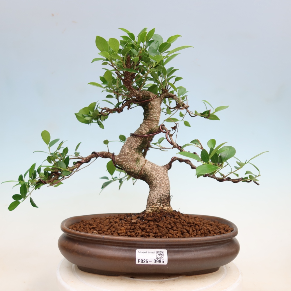 Zimmerbonsai - Ficus kimmen - Kleinblättriger Ficus