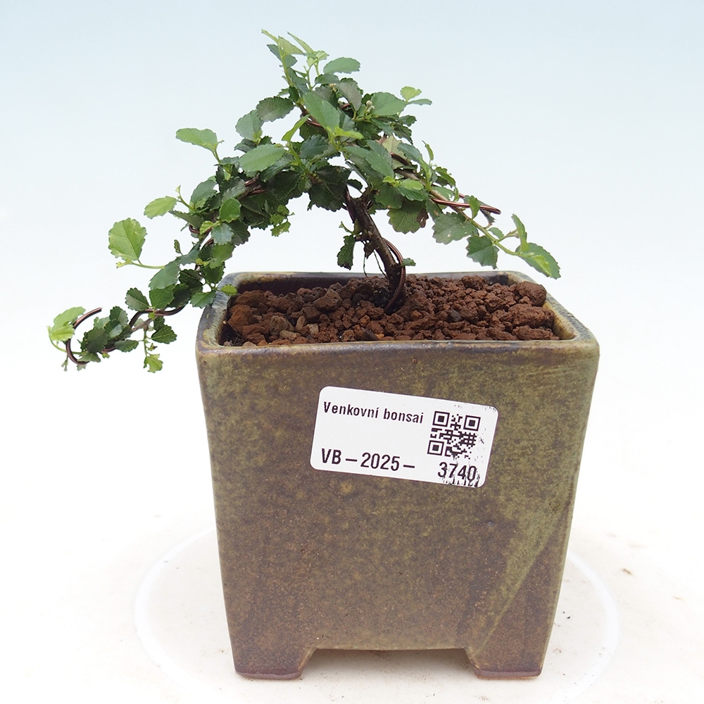 Zimmerbonsai - Grewia sp. - Grewia malafolia