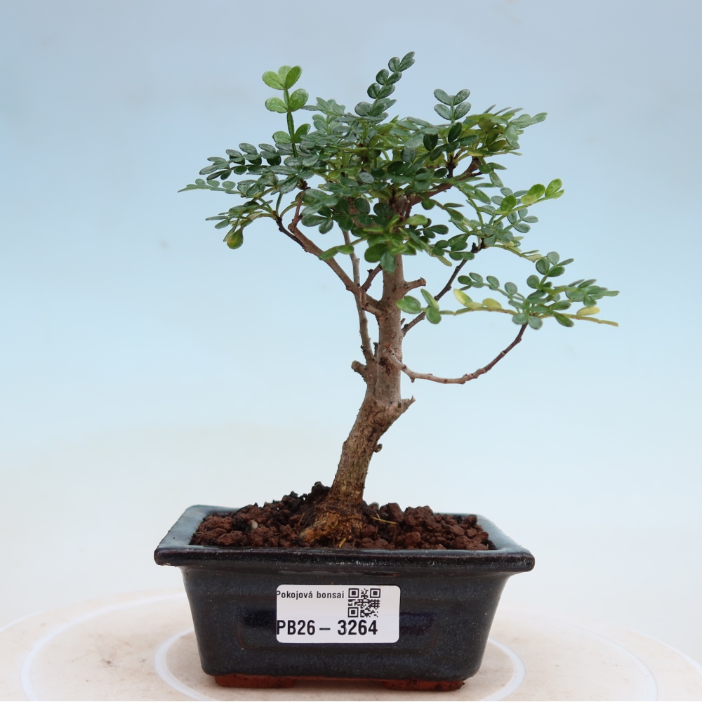 Zimmer Bonsai - Zantoxylum piperitum - Pfefferbaum